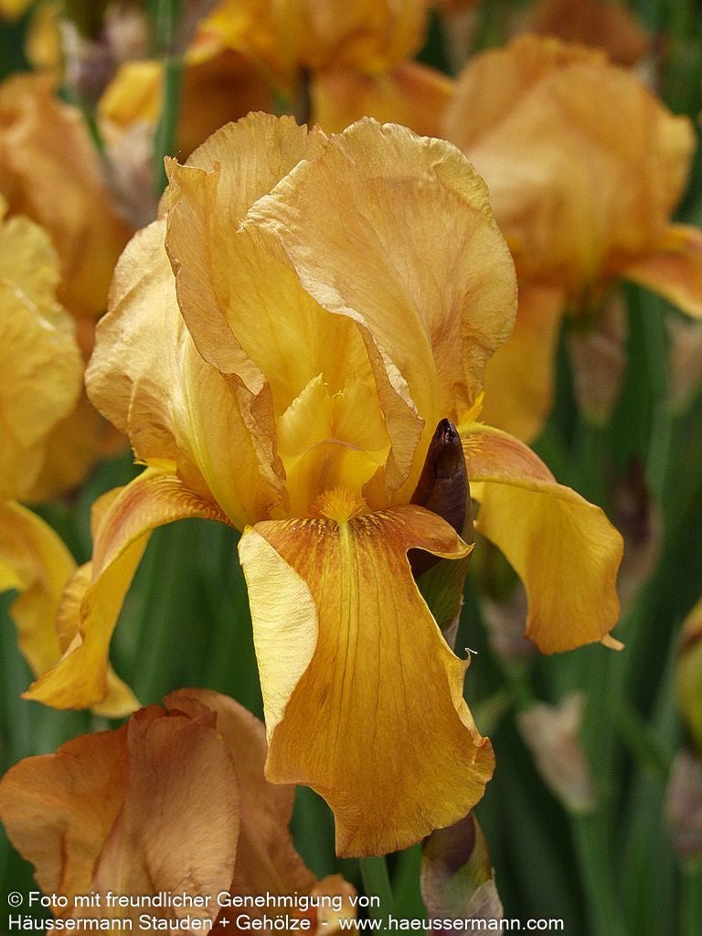 Hohe Bart-Schwertlilie 'Gingersnap' (Iris x barb.-elat.)