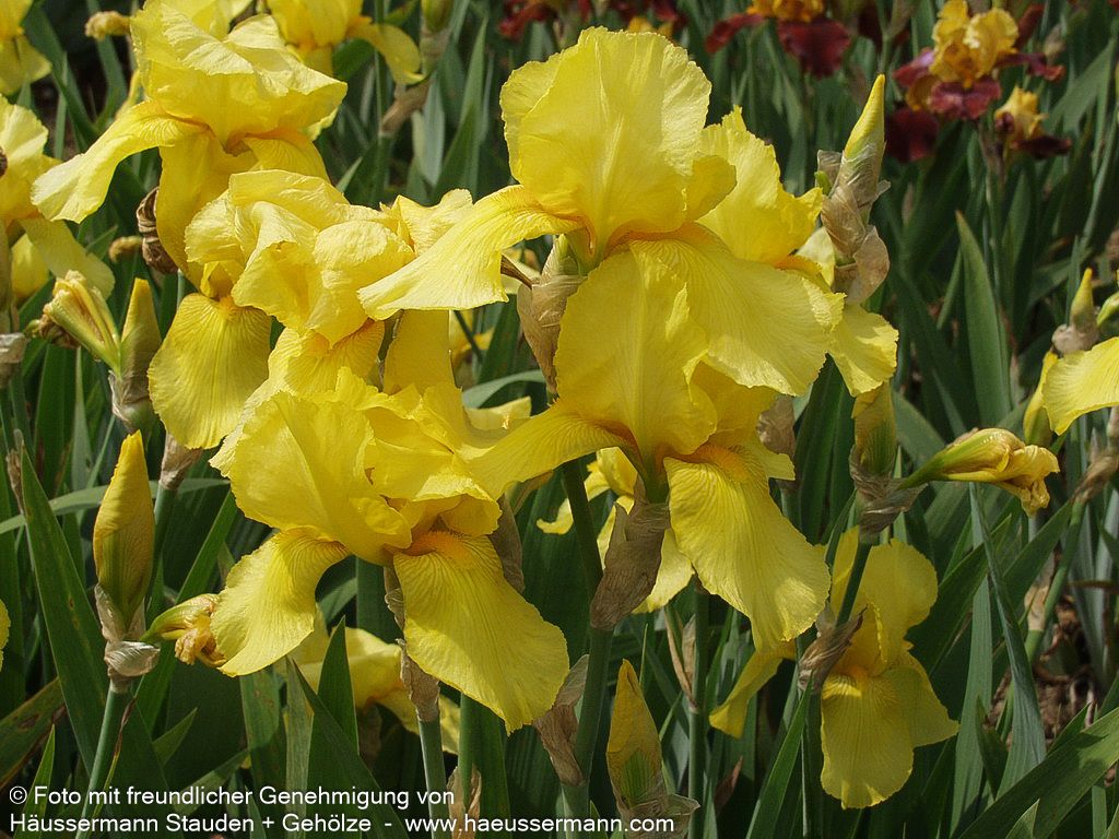 Hohe Bart-Schwertlilie 'Goldfackel' (Iris x barb.-elat.)