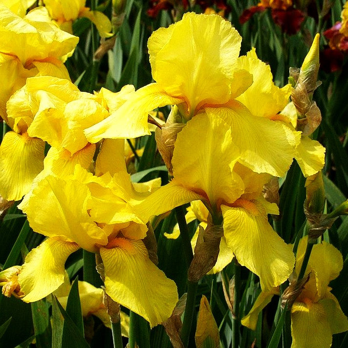 Hohe Bart-Schwertlilie 'Goldfackel' (Iris x barb.-elat.)