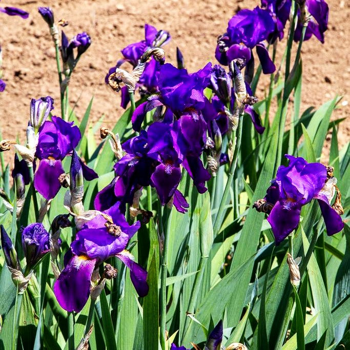 Hohe Bart-Schwertlilie 'Indian Hills' (Iris x barb.-elat.)