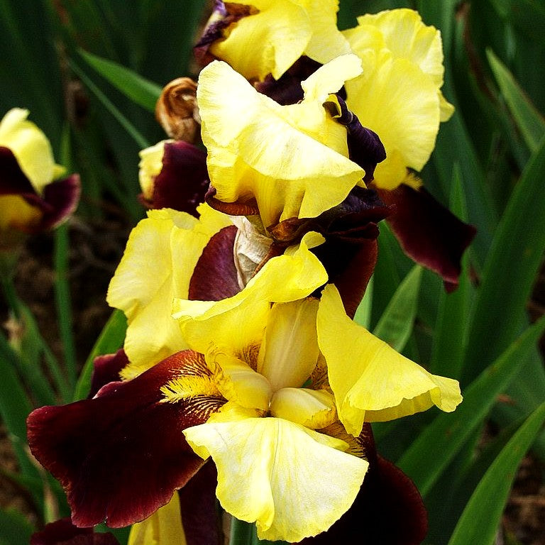 Hohe Bart-Schwertlilie 'Kahili' (Iris x barb.-elat.)