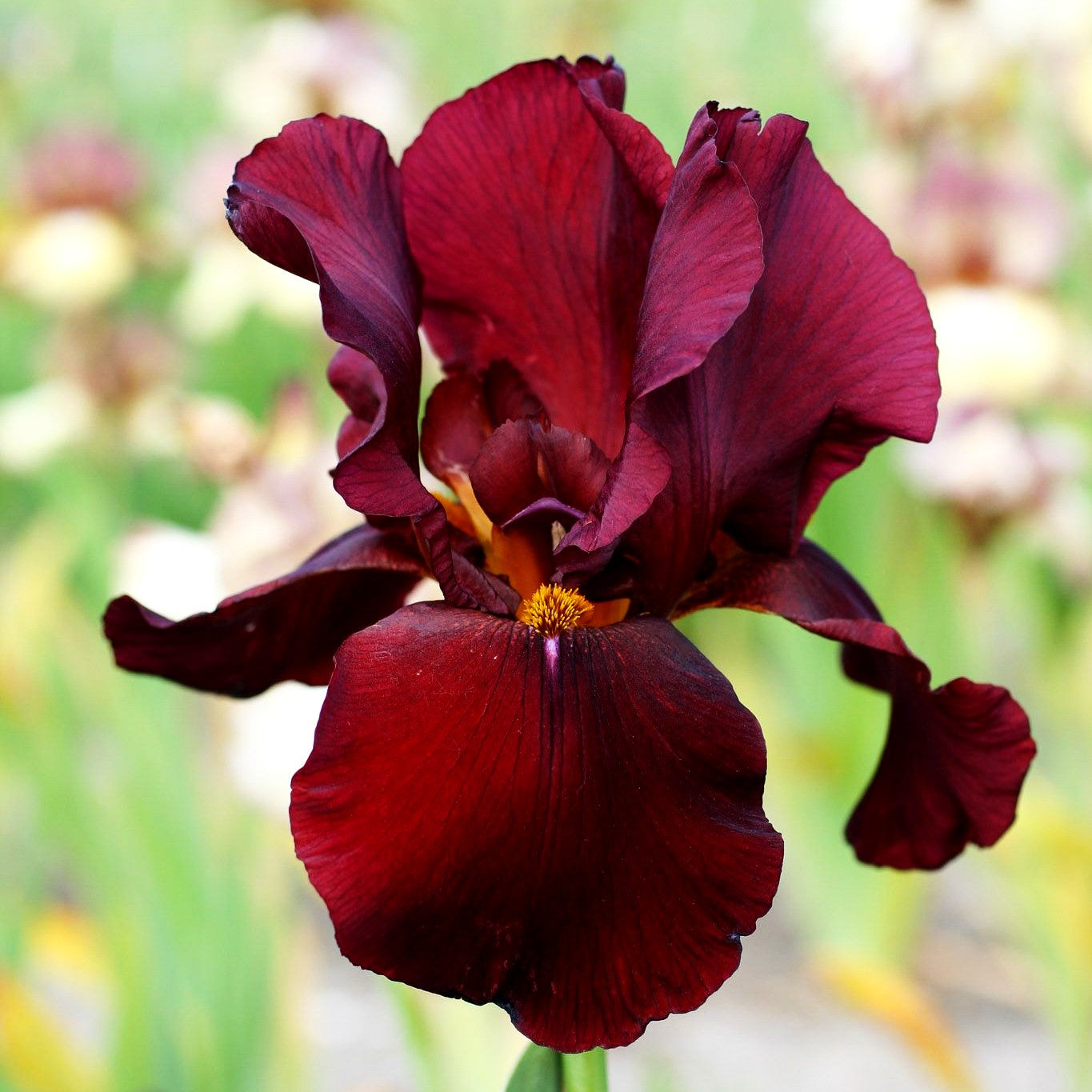 Hohe Bart-Schwertlilie 'Man from Rio' (Iris x barb.-elat.)