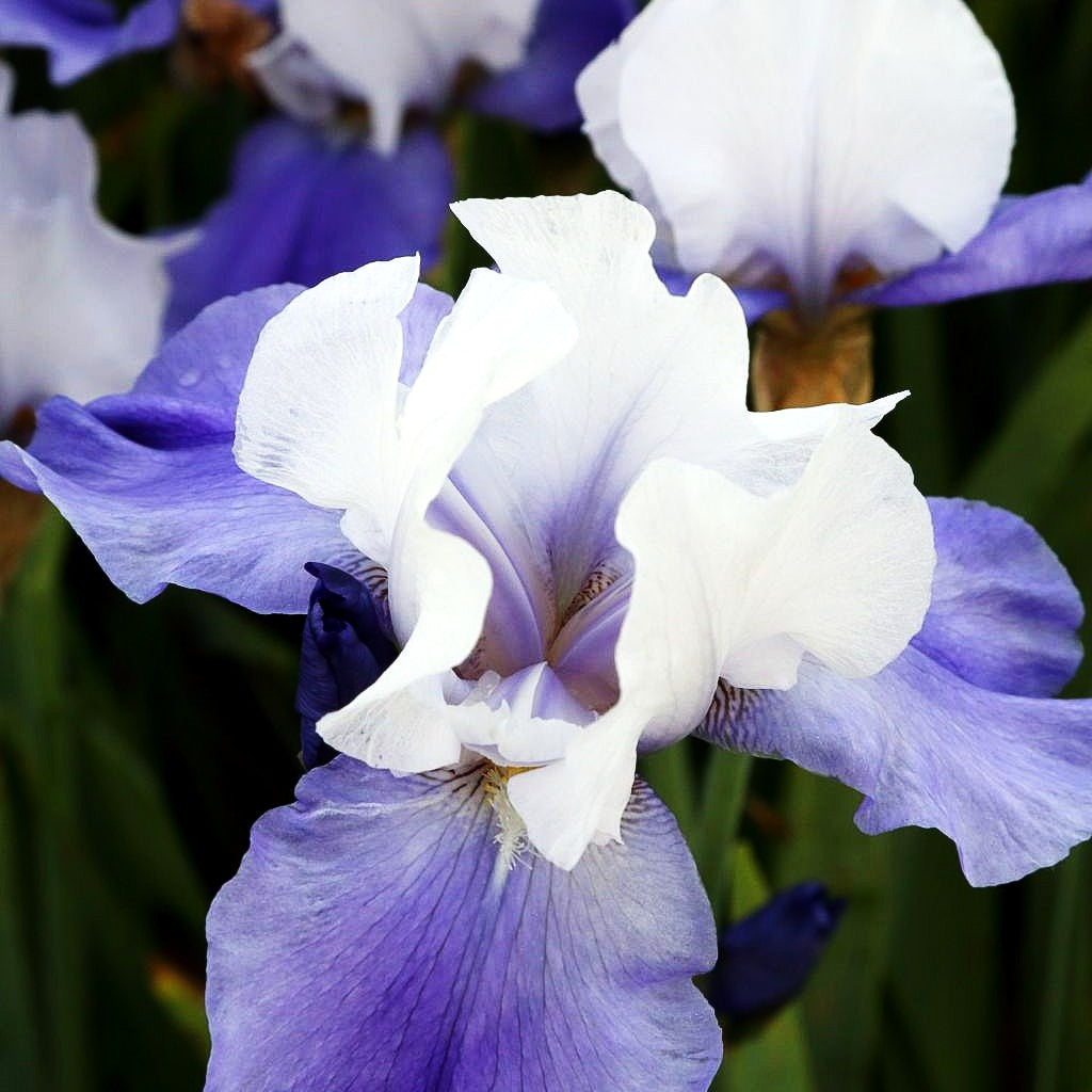 Hohe Bart-Schwertlilie 'Miss Indiana' (Iris x barb.-elat.)