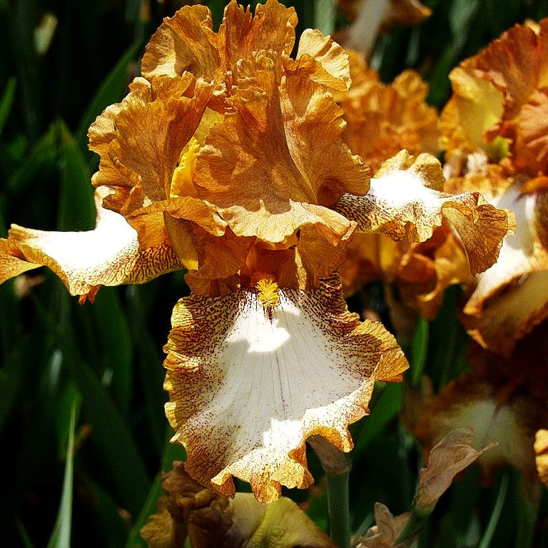 Hohe Bart-Schwertlilie 'Native Chief' (Iris x barb.-elat.)