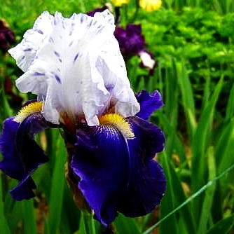 Hohe Bart-Schwertlilie 'Night Edition' (Iris x barb.-elat.)