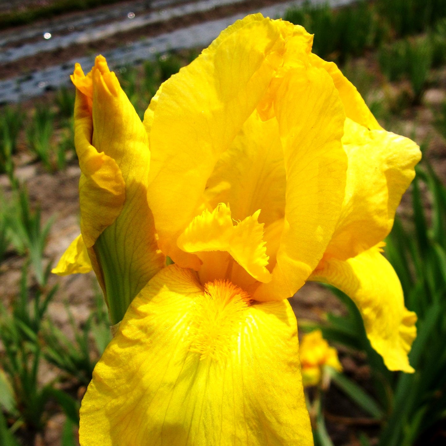 Hohe Bart-Schwertlilie 'Ola Kala' (Iris x barb.-elat.)