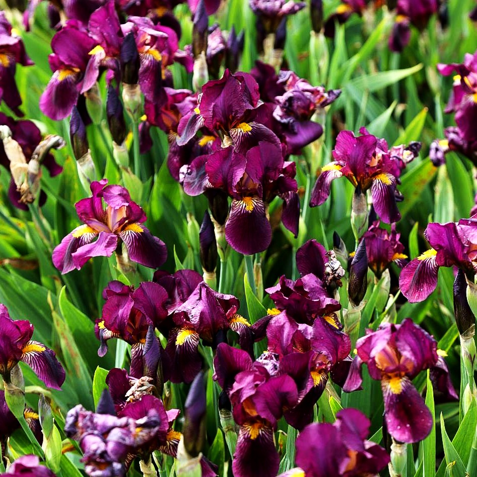 Hohe Bart-Schwertlilie 'Red Orchid' (Iris x barb.-elat.)