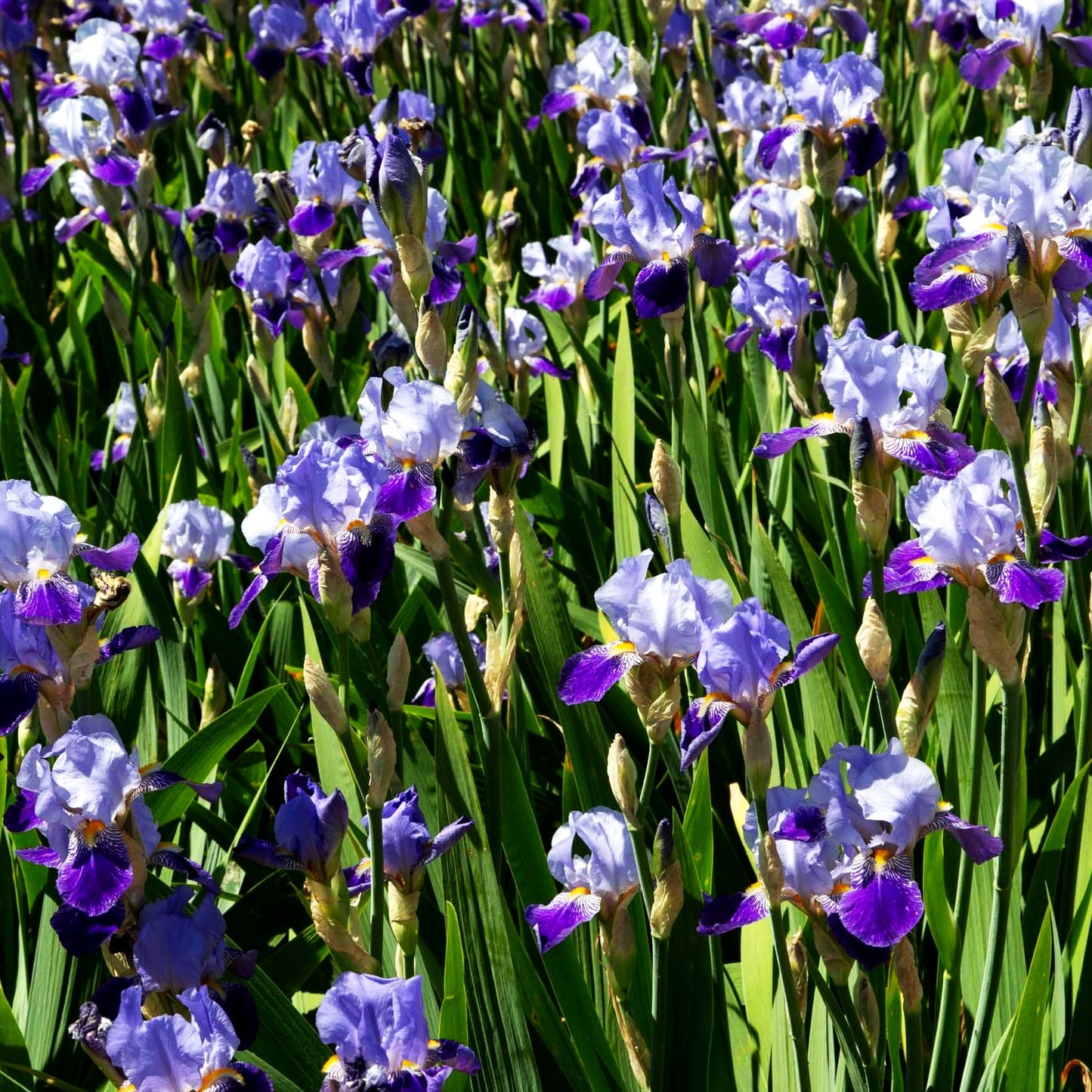 Hohe Bart-Schwertlilie 'Rheintraube' (Iris x barb.-elat.)