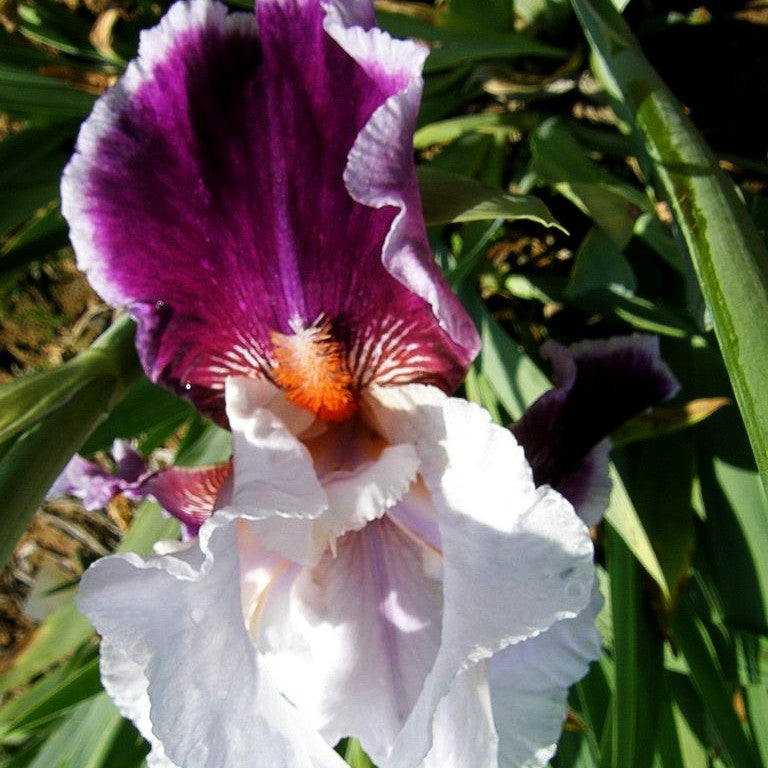 Hohe Bart-Schwertlilie 'Ringo' (Iris x barb.-elat.)