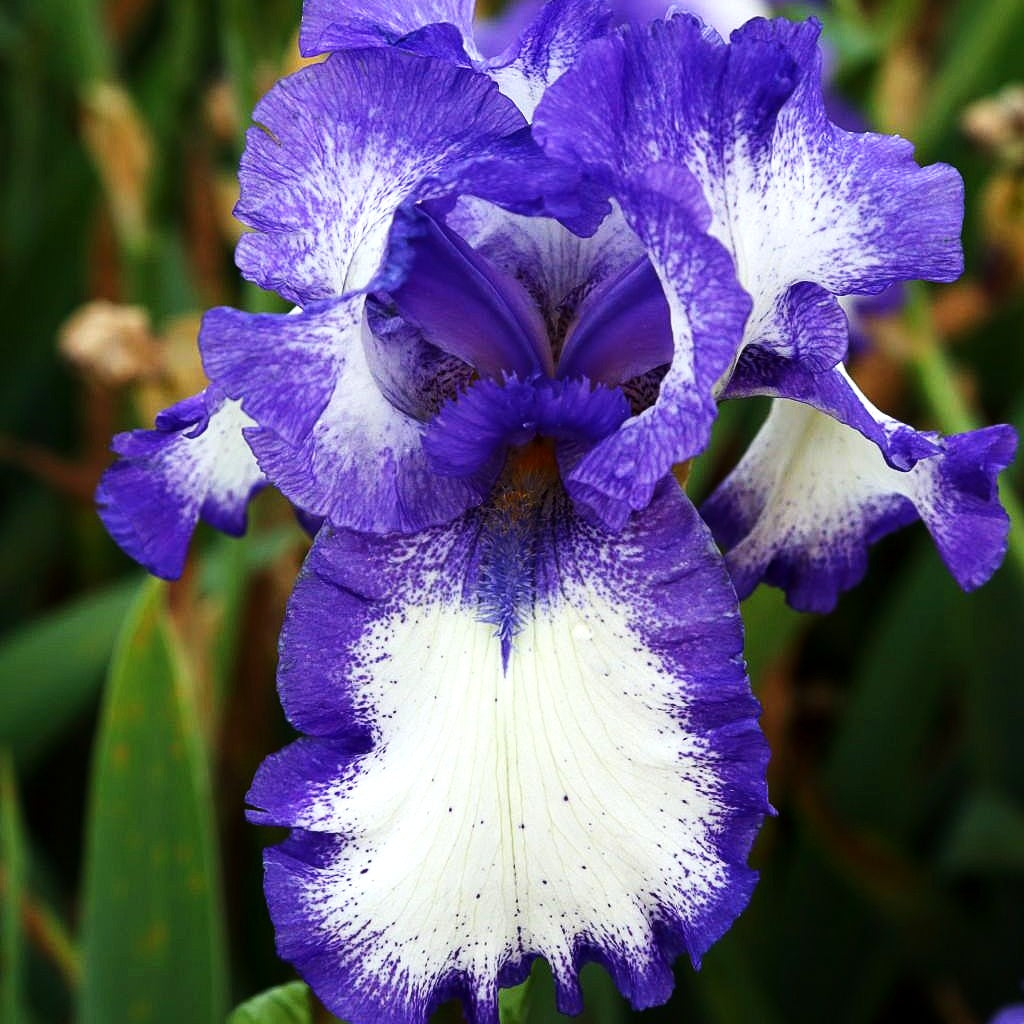 Hohe Bart-Schwertlilie 'Rococo' (Iris x barb.-elat.)