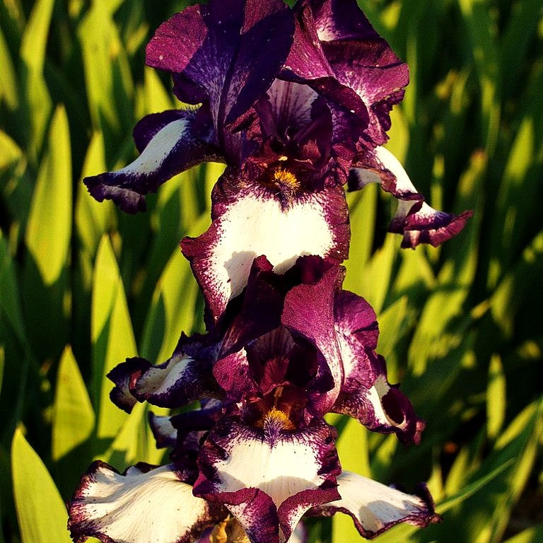 Hohe Bart-Schwertlilie 'Stepping Out' (Iris x barb.-elat.)