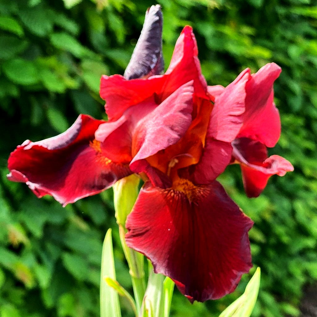 Hohe Bart-Schwertlilie 'Sultan's Palace' (Iris x barb.-elat.)