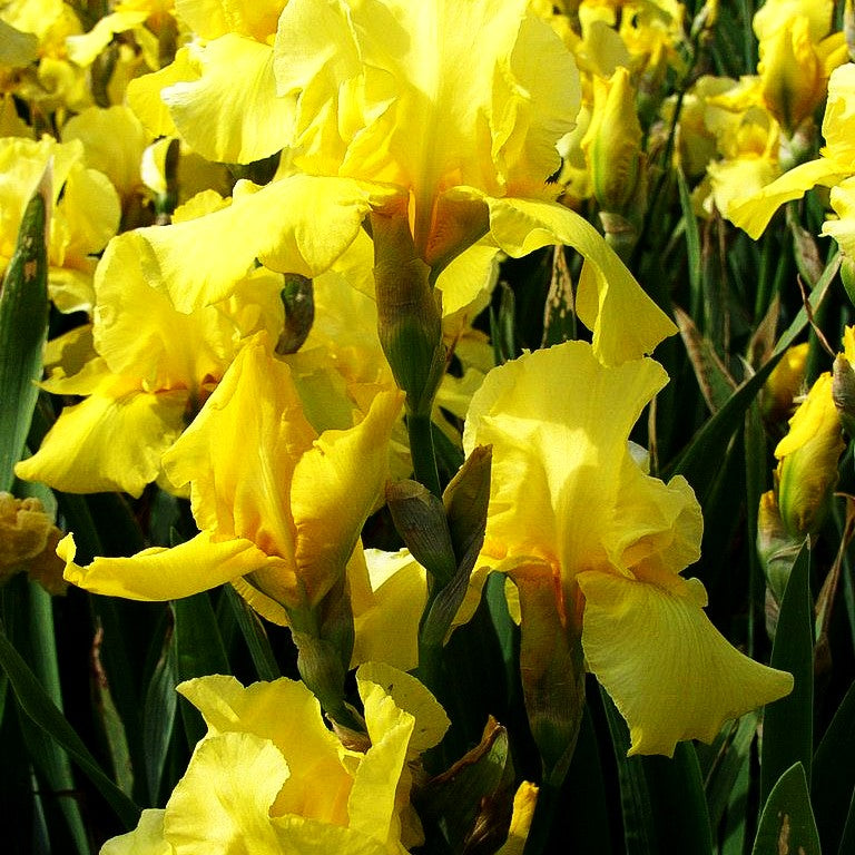 Hohe Bart-Schwertlilie 'Sunbeam' (Iris x barb.-elat.)