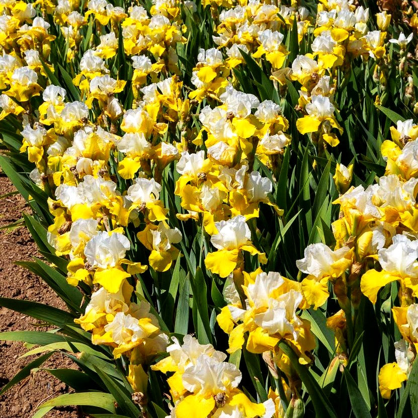 Hohe Bart-Schwertlilie 'Tulip Festival' (Iris x barb.-elat.)