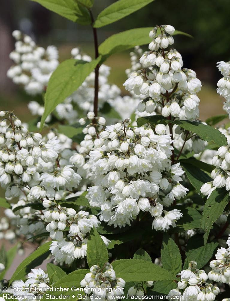 Hohe Deutzie (Deutzia x magnifica)