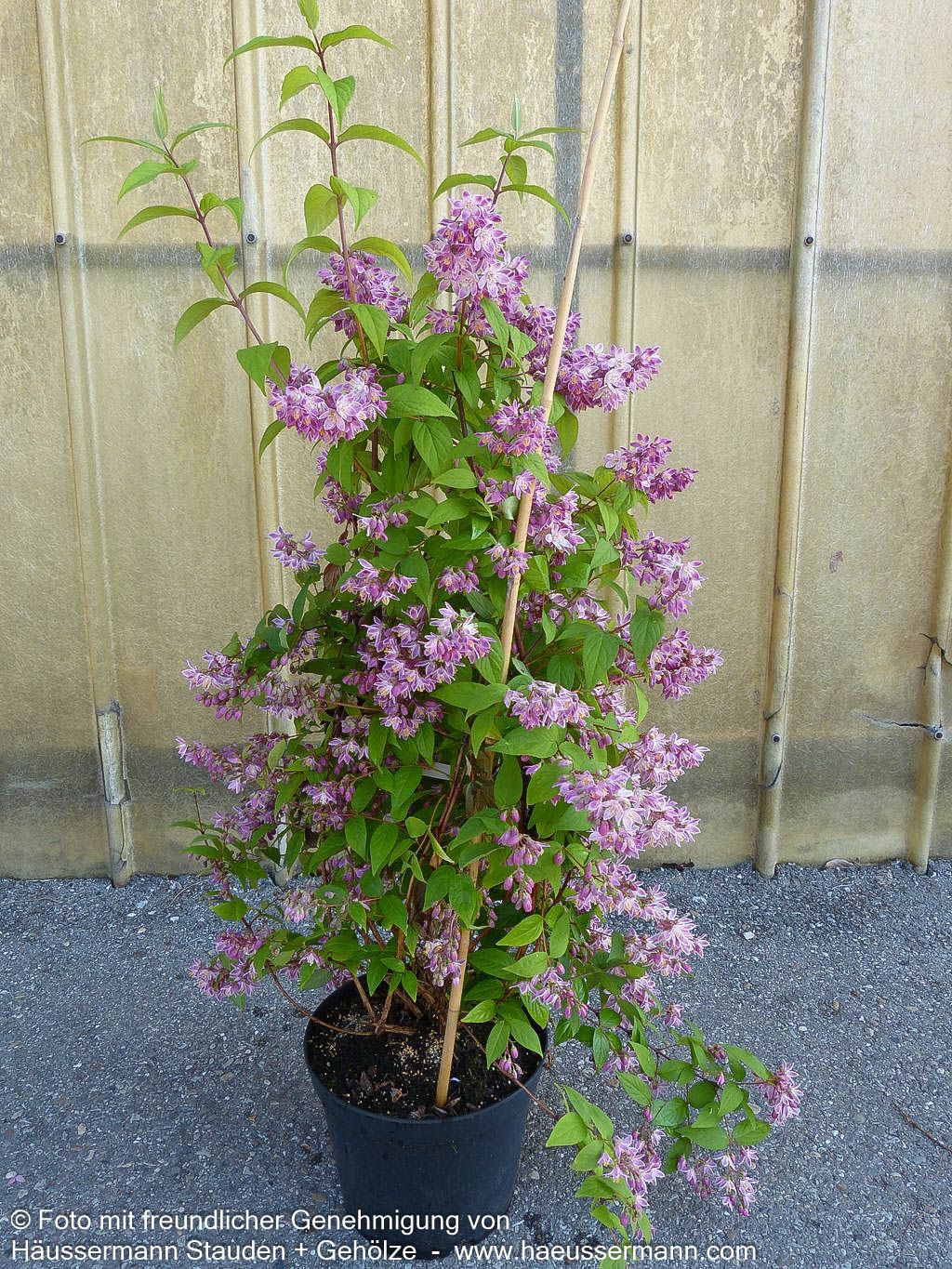 Hohe Deutzie 'Tourbillon Rouge' (Deutzia x magnifica)
