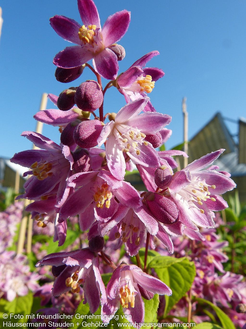Hohe Deutzie 'Tourbillon Rouge' (Deutzia x magnifica)