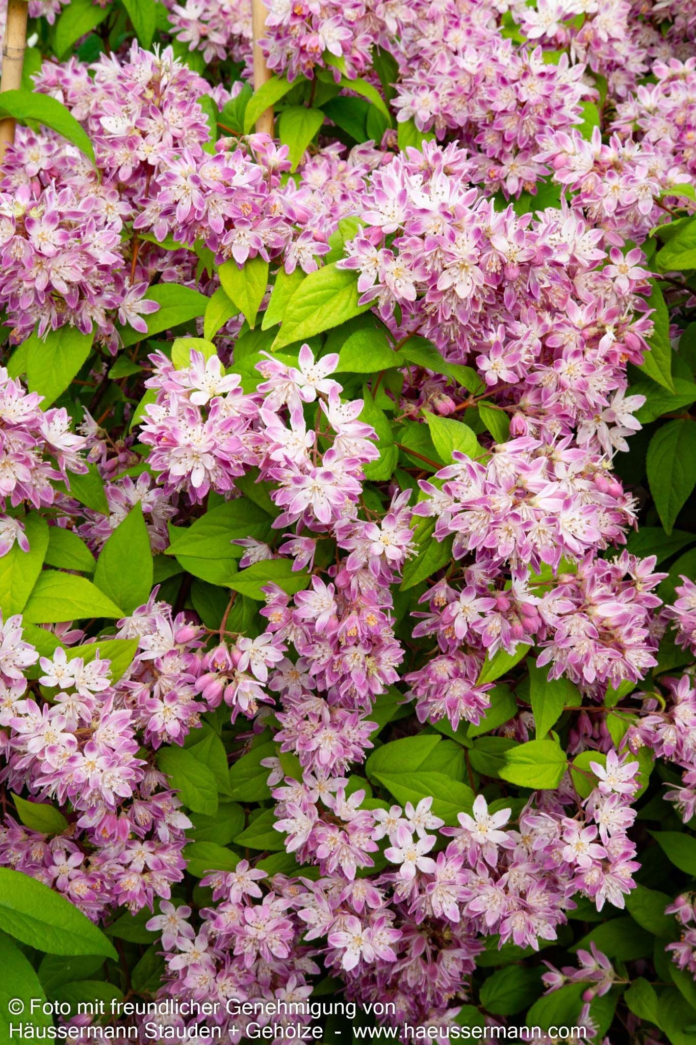 Hohe Deutzie 'Tourbillon Rouge' (Deutzia x magnifica)