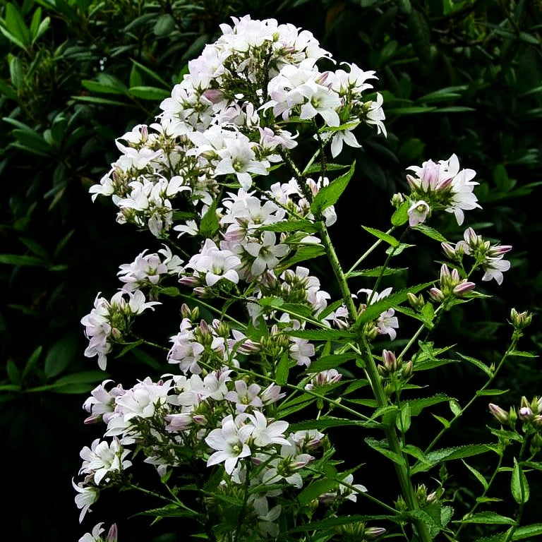 Hohe Dolden-Glockenblume 'Alba' (Campanula lactiflora)