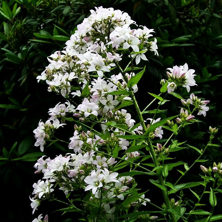 Hohe Dolden-Glockenblume 'Alba' (Campanula lactiflora)
