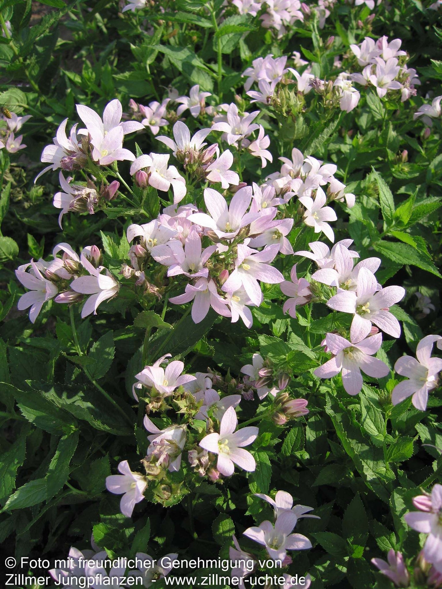 Hohe Dolden-Glockenblume 'Loddon Anne' (Campanula lactiflora)