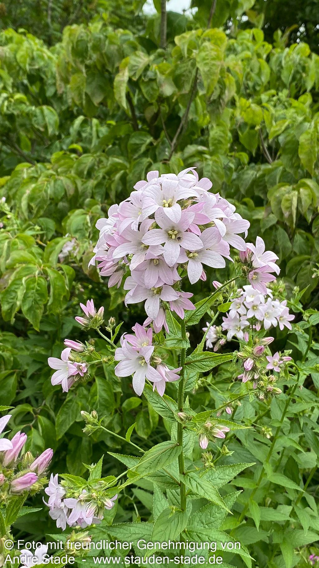 Hohe Dolden-Glockenblume 'Loddon Anne' (Campanula lactiflora)