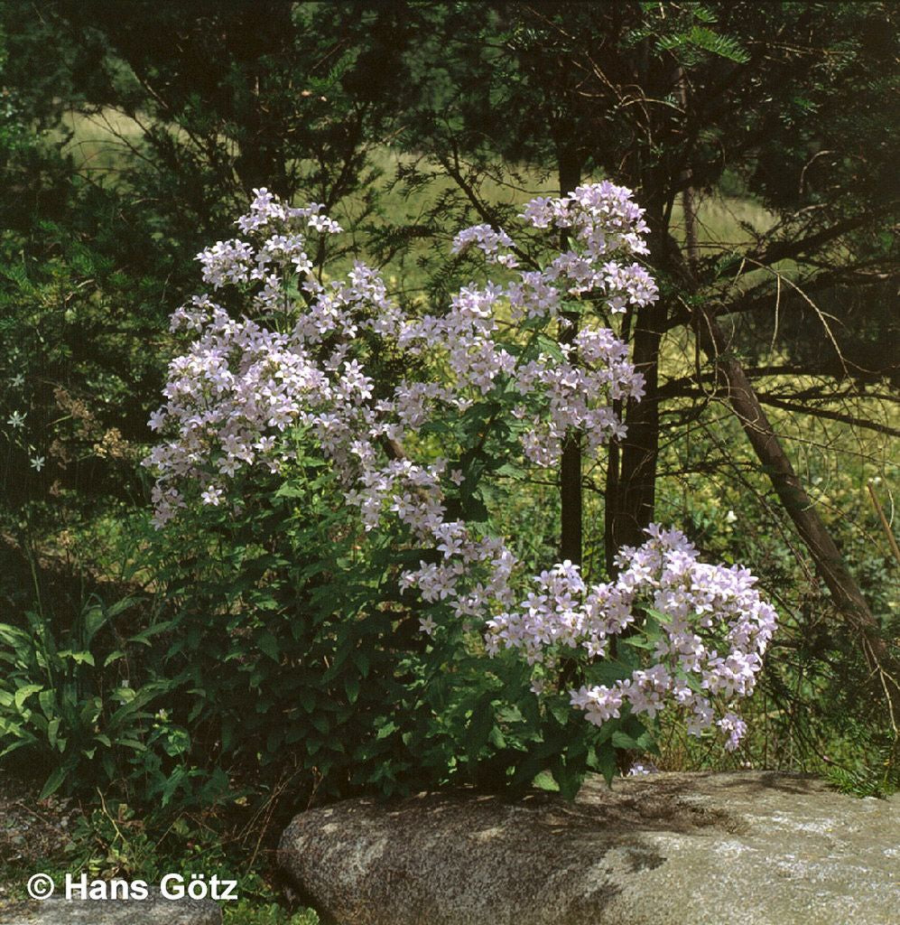 Hohe Dolden-Glockenblume 'Loddon Anne' (Campanula lactiflora)