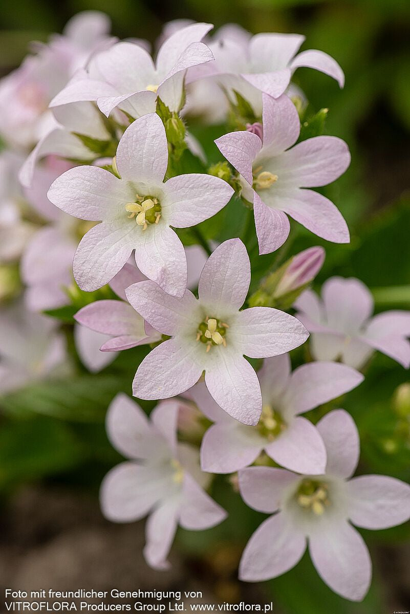 Hohe Dolden-Glockenblume 'Loddon Anne' (Campanula lactiflora)