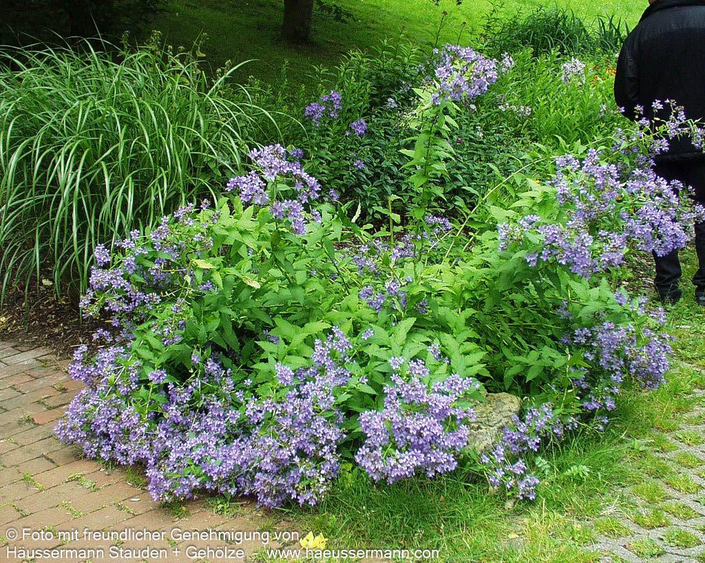 Hohe Dolden-Glockenblume 'Prichard's Variety' (Campanula lactiflora)