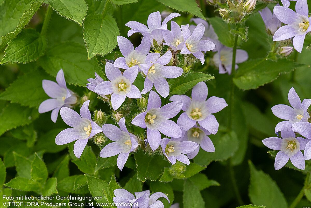 Hohe Dolden-Glockenblume 'Prichard's Variety' (Campanula lactiflora)