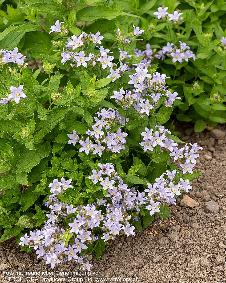 Hohe Dolden-Glockenblume 'Prichard's Variety' (Campanula lactiflora)