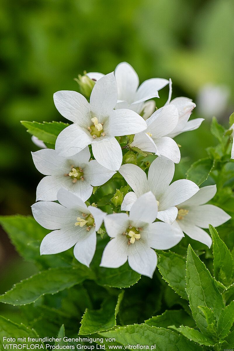 Hohe Dolden-Glockenblume 'Senior' (Campanula lactiflora)