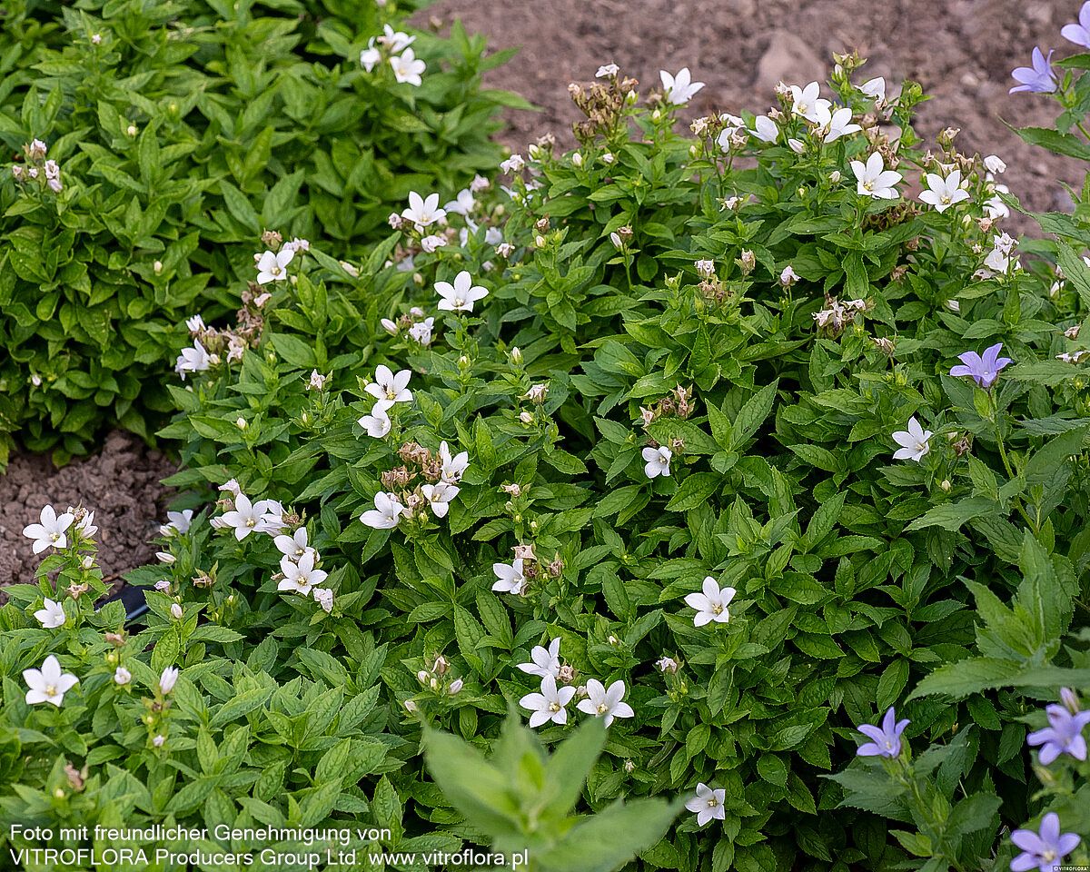 Hohe Dolden-Glockenblume 'Senior' (Campanula lactiflora)