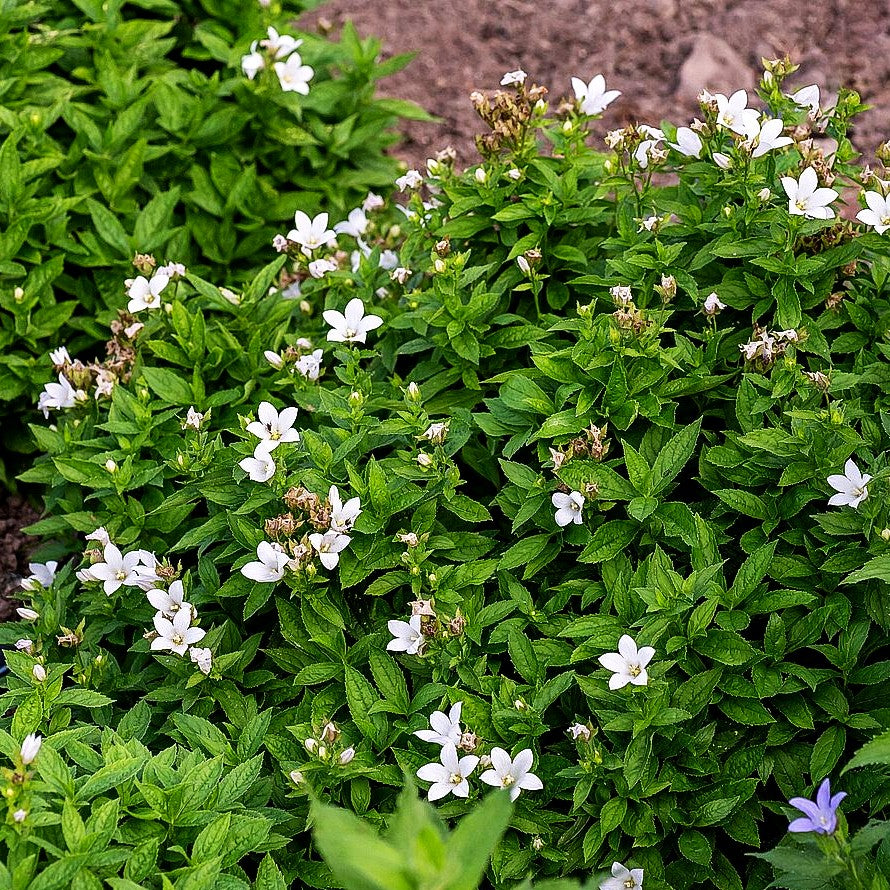 Hohe Dolden-Glockenblume 'Senior' (Campanula lactiflora)