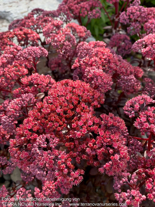 Hohe Fetthenne 'Dark Magic' (Sedum telephium)