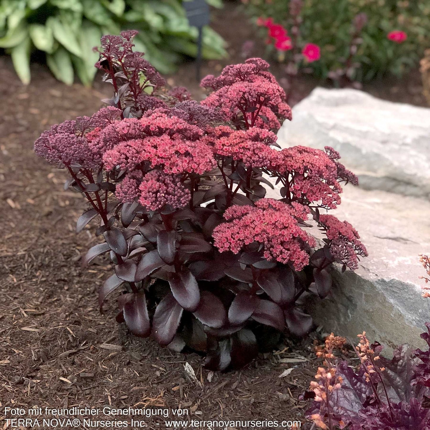 Hohe Fetthenne 'Dark Magic' (Sedum telephium)