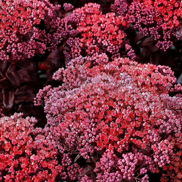 Hohe Fetthenne 'Dark Magic' (Sedum telephium)