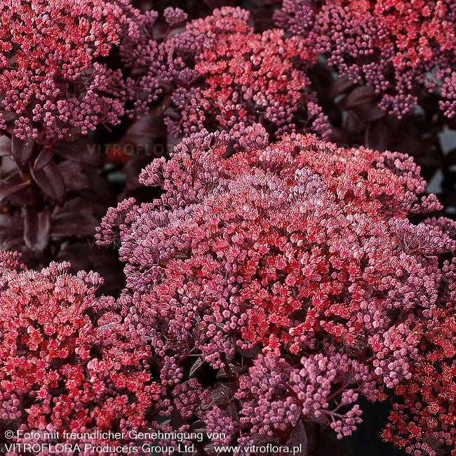 Hohe Fetthenne 'Dark Magic' (Sedum telephium)