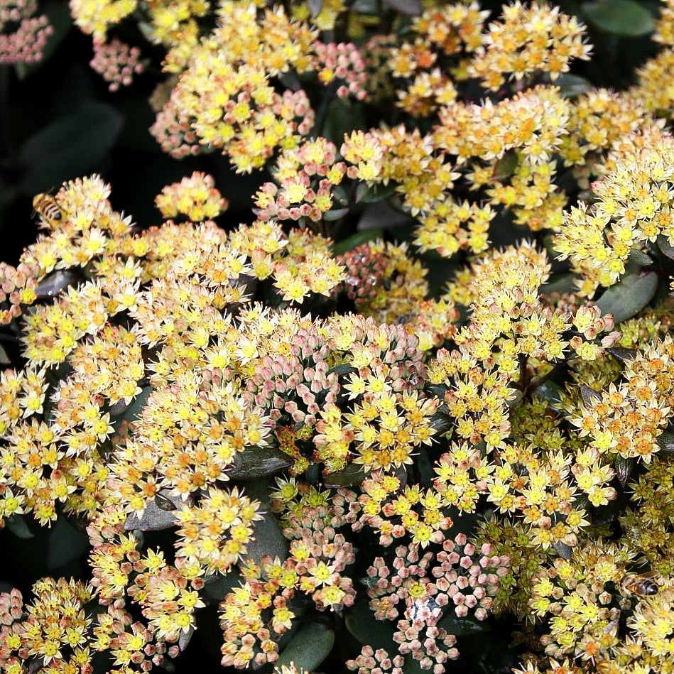 Hohe Fetthenne 'Hab Grey' (Sedum telephium ssp.ruprechtii)