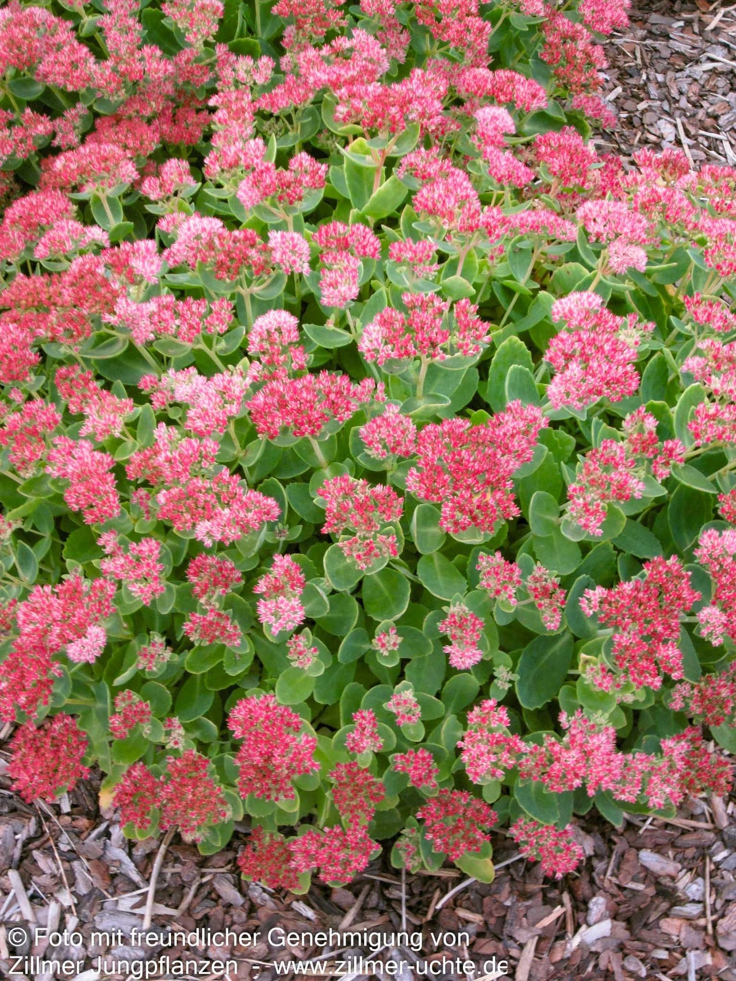 Hohe Fetthenne 'Herbstfreude' (Sedum telephium)