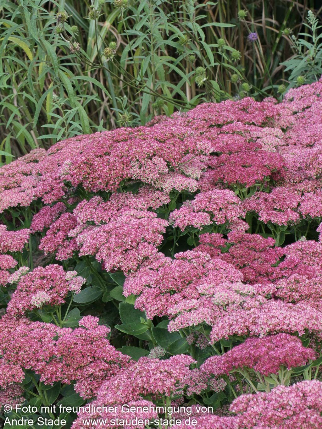 Hohe Fetthenne 'Herbstfreude' (Sedum telephium)