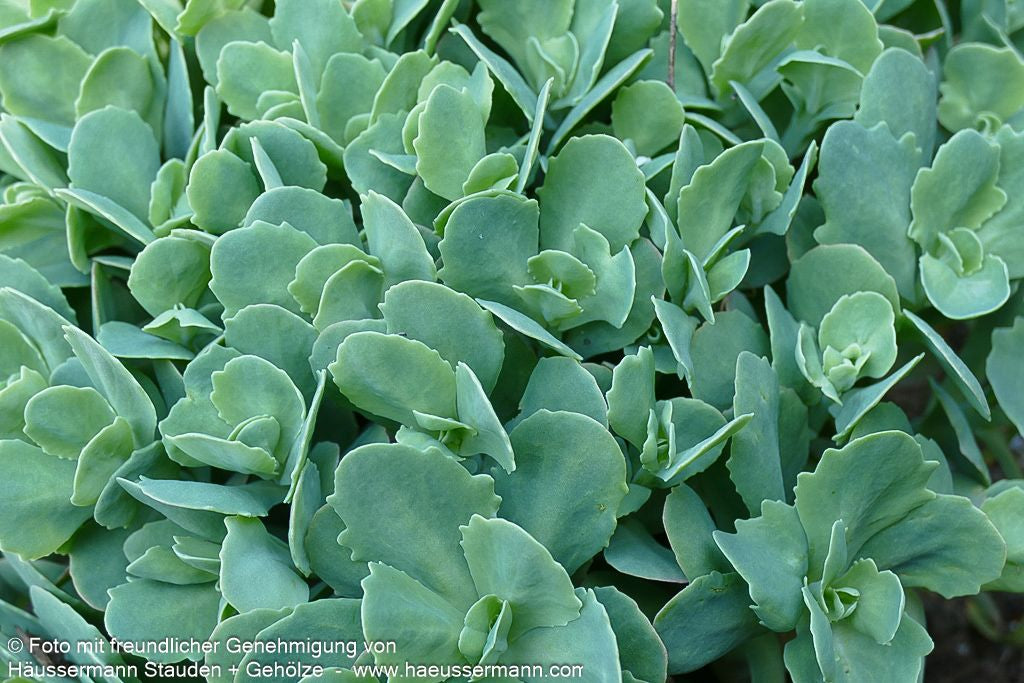 Hohe Fetthenne 'Herbstfreude' (Sedum telephium)