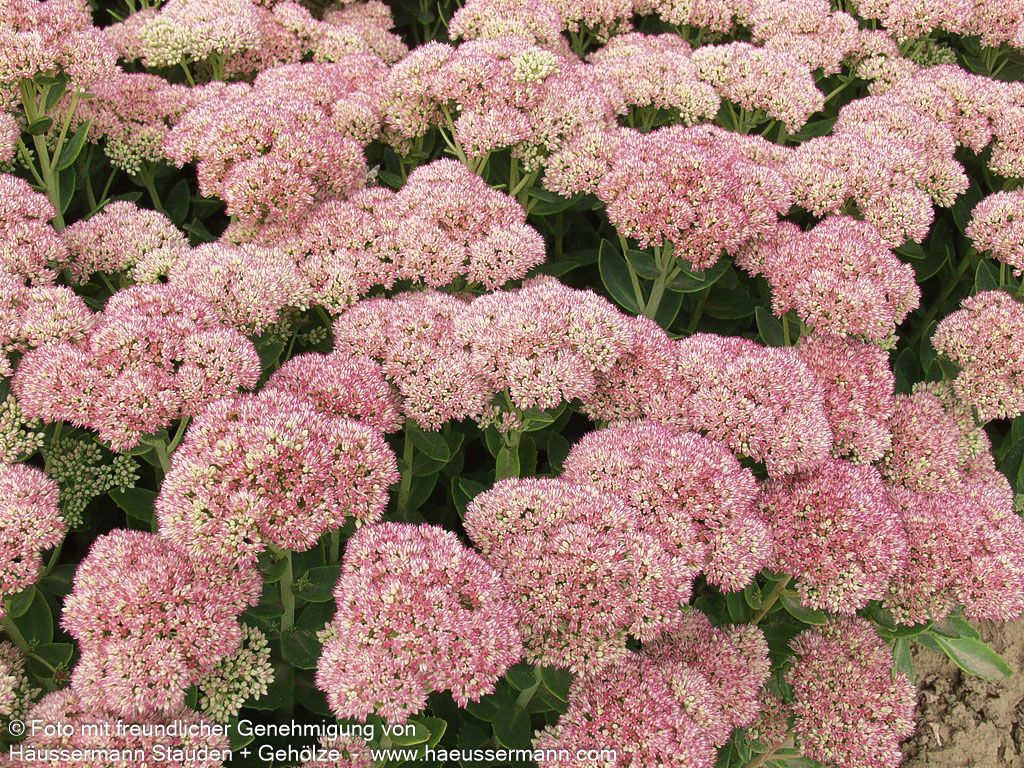 Hohe Fetthenne 'Herbstfreude' (Sedum telephium)