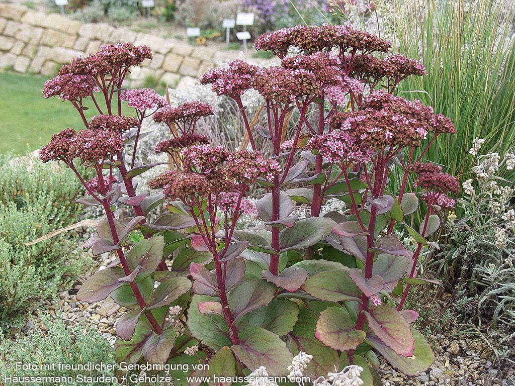 Hohe Fetthenne 'Matrona' (Sedum telephium)
