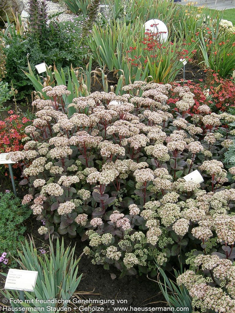 Hohe Fetthenne 'Matrona' (Sedum telephium)