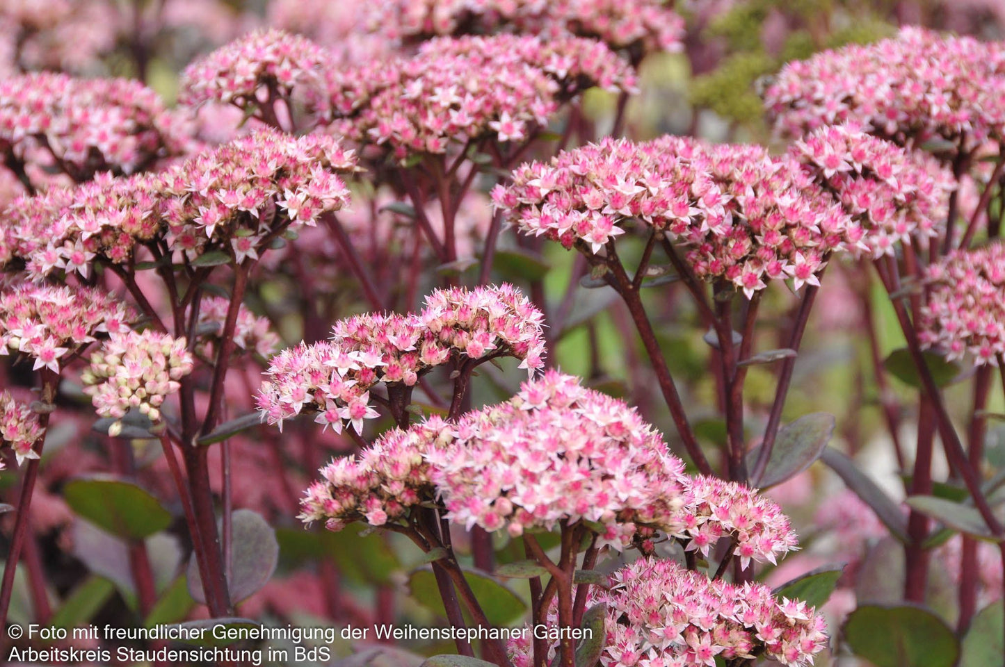Hohe Fetthenne 'Matrona' (Sedum telephium)