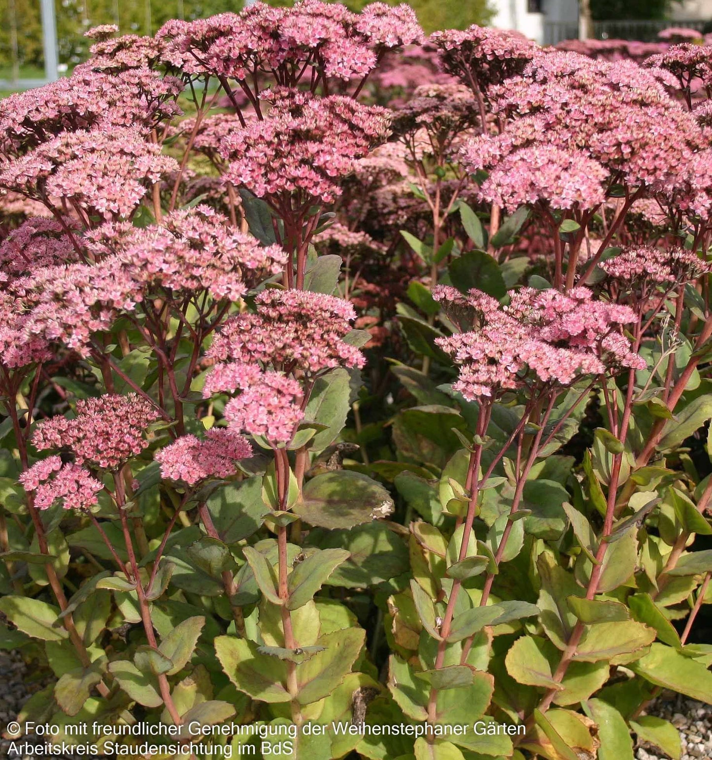 Hohe Fetthenne 'Matrona' (Sedum telephium)