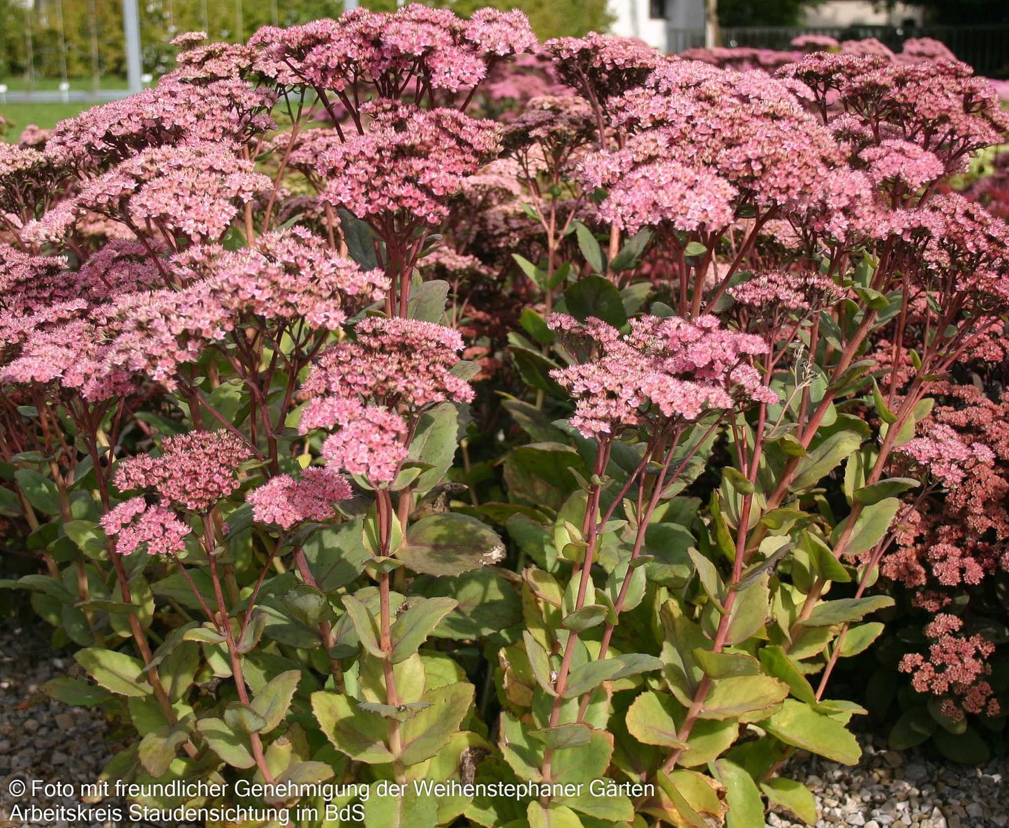 Hohe Fetthenne 'Matrona' (Sedum telephium)