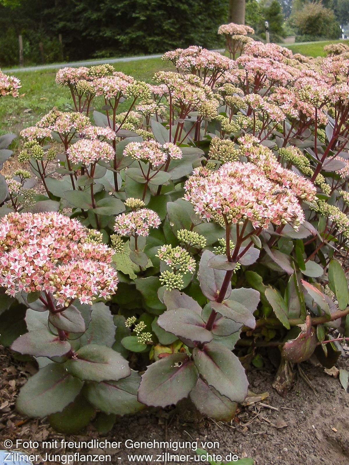 Hohe Fetthenne 'Matrona' (Sedum telephium)
