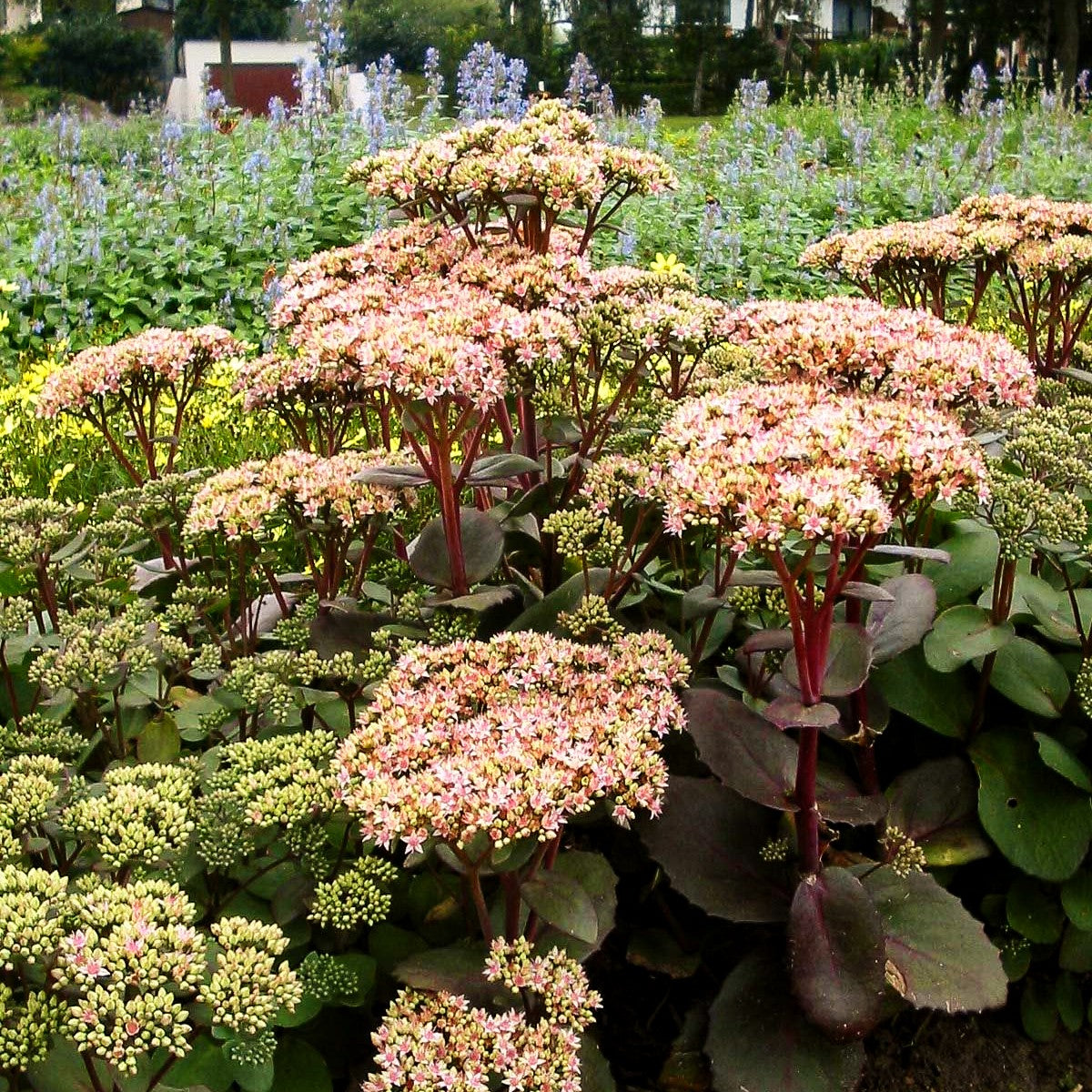 Hohe Fetthenne 'Matrona' (Sedum telephium)